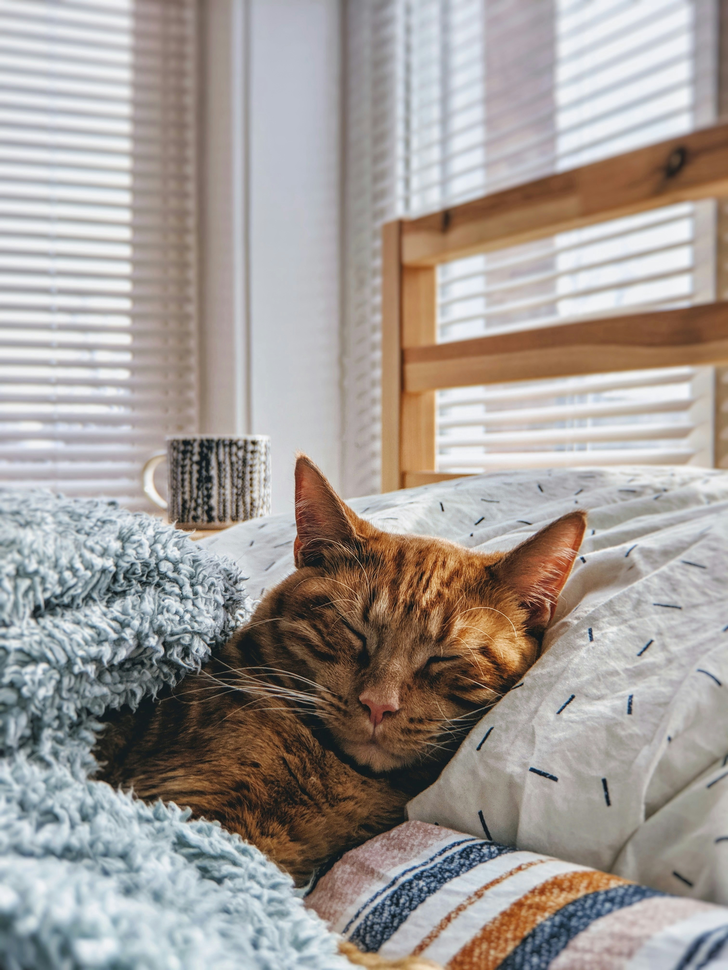 Cat Thumbnail