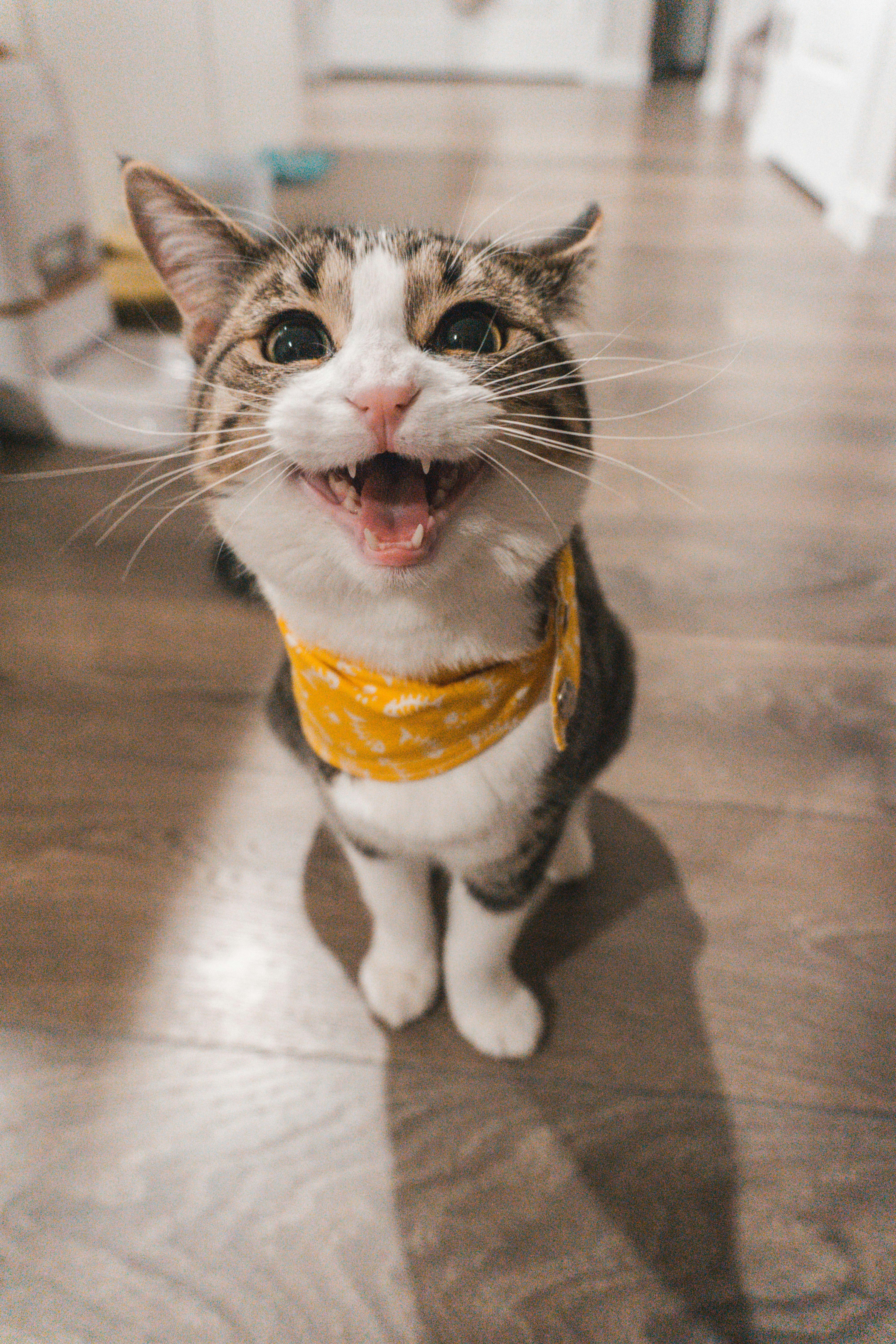 Cat Thumbnail