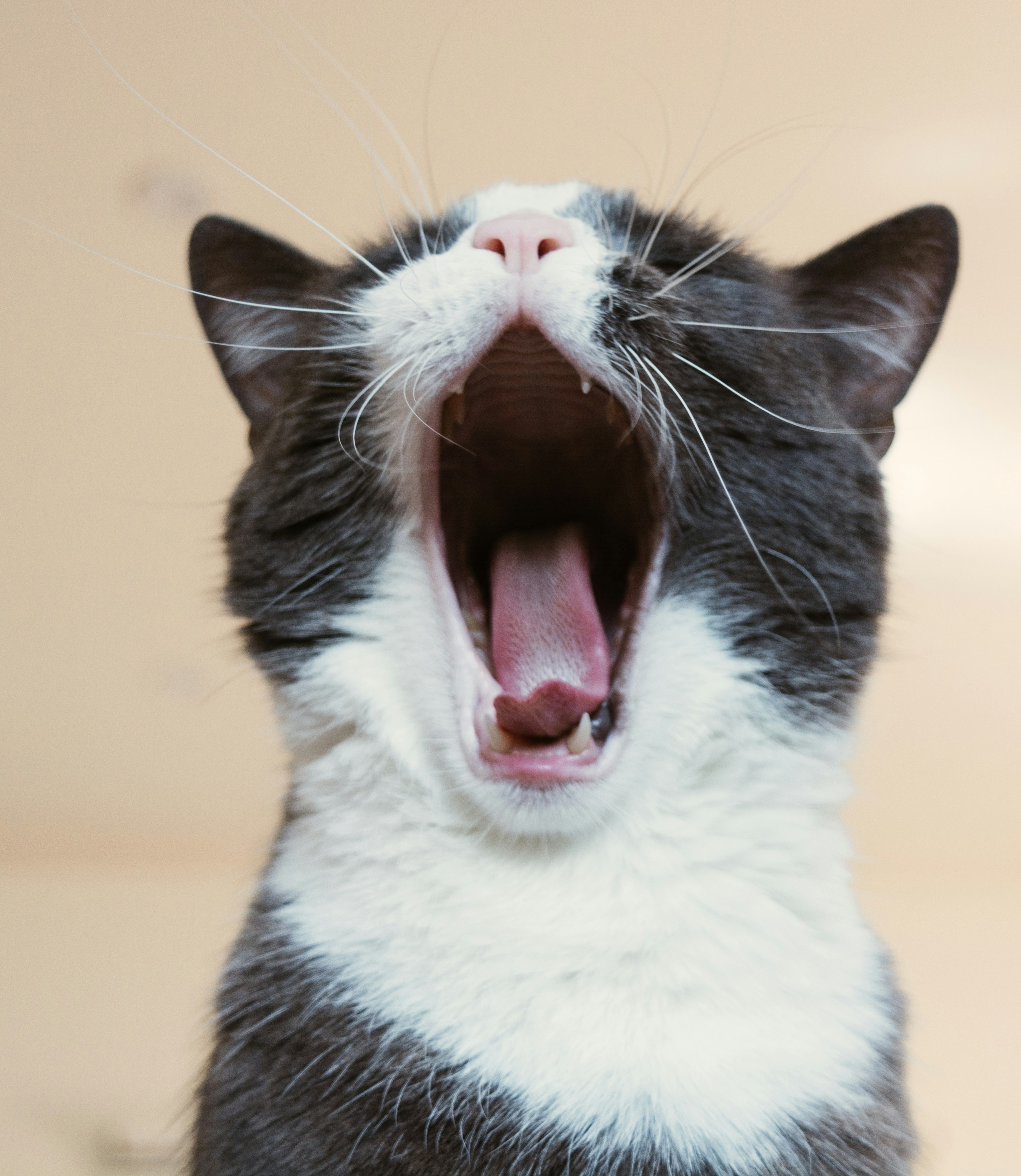 Cat Thumbnail