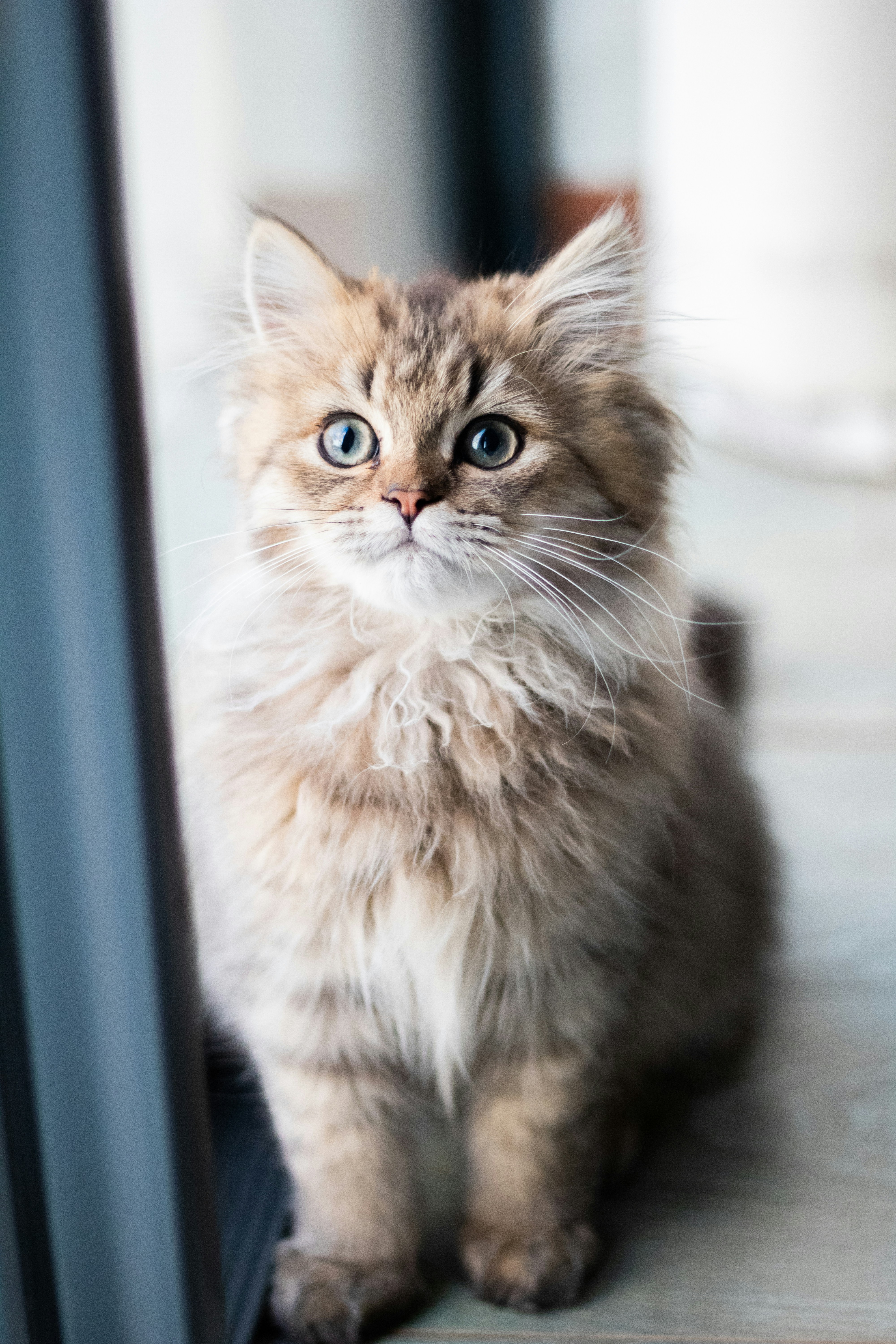 Cat Thumbnail