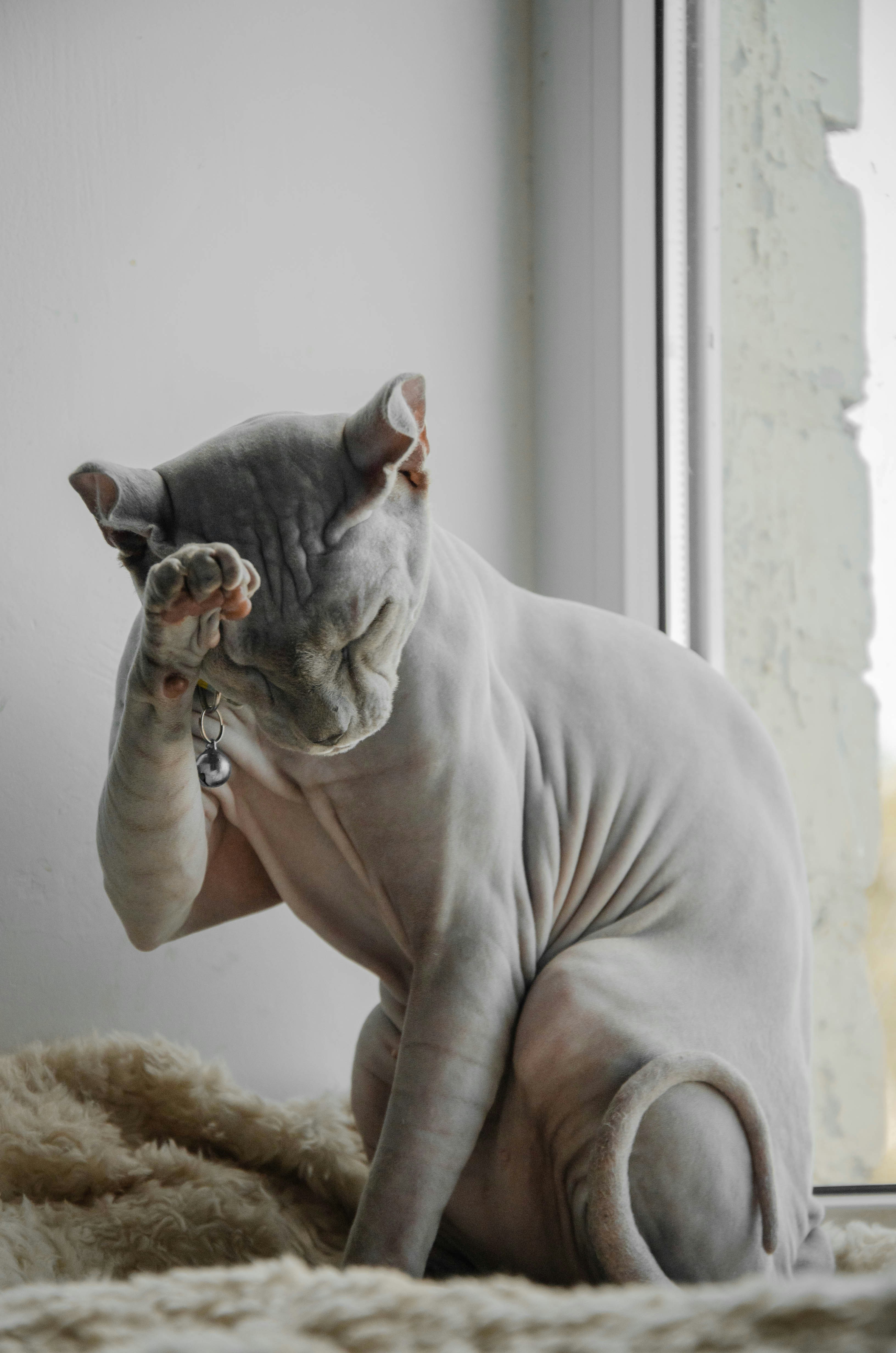 Cat Thumbnail