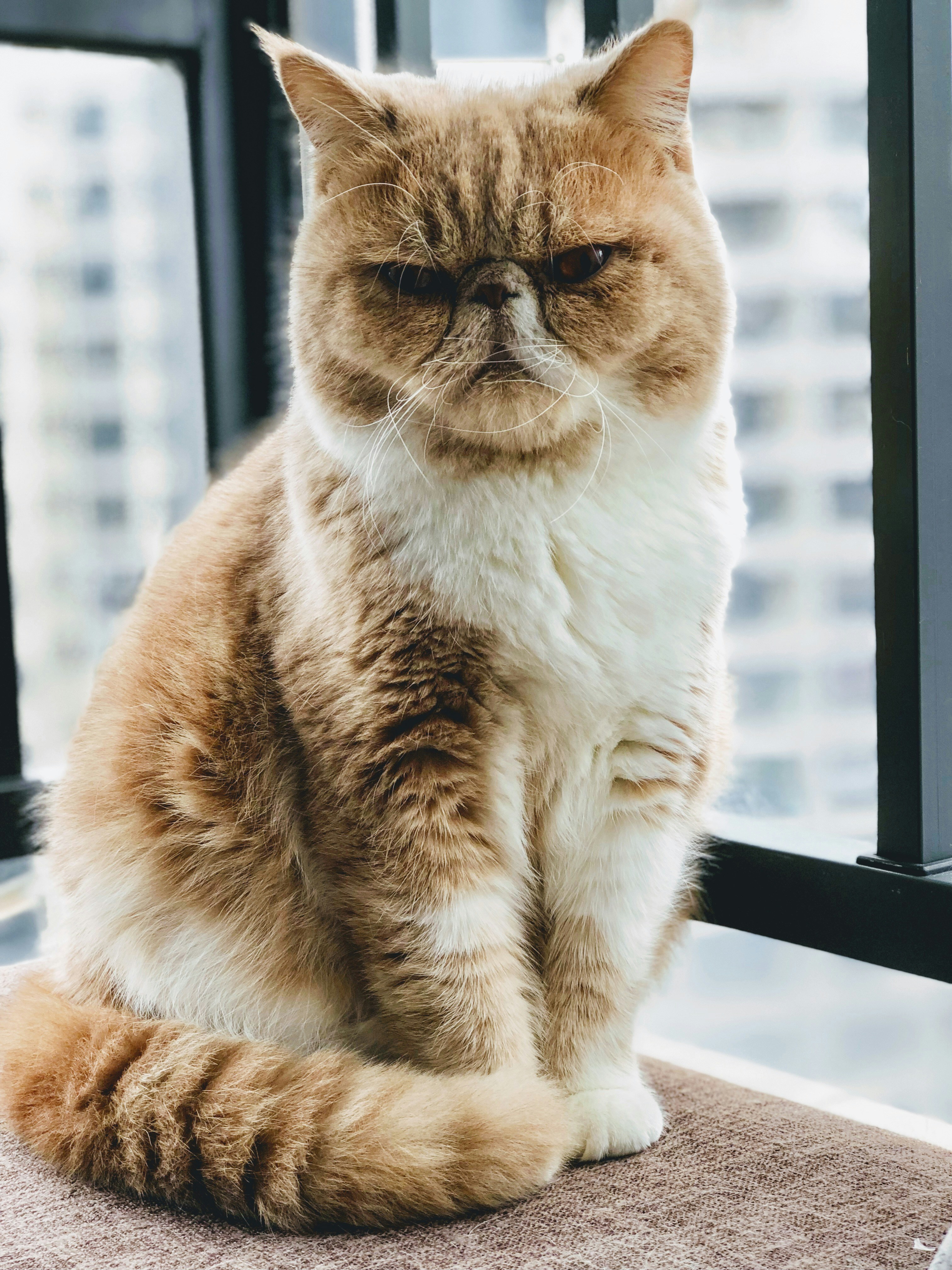 Cat Thumbnail