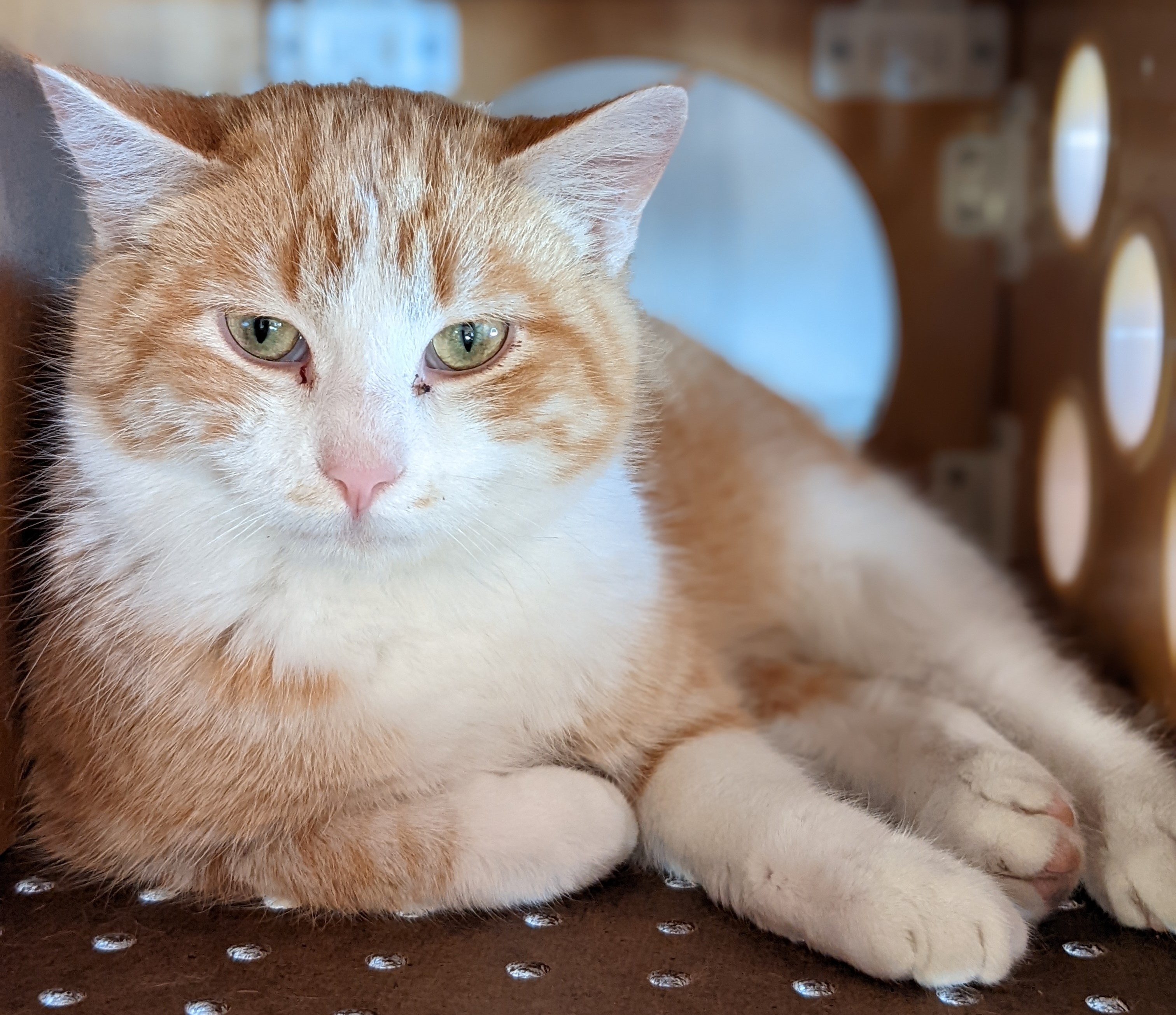 Cat Thumbnail