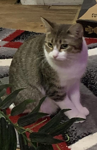 Cat Thumbnail