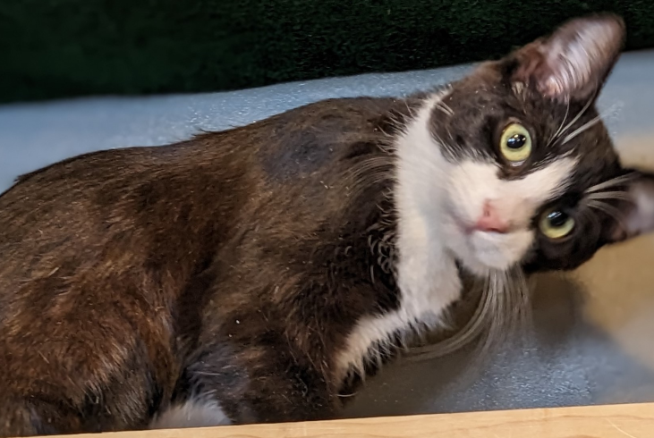 Cat Thumbnail