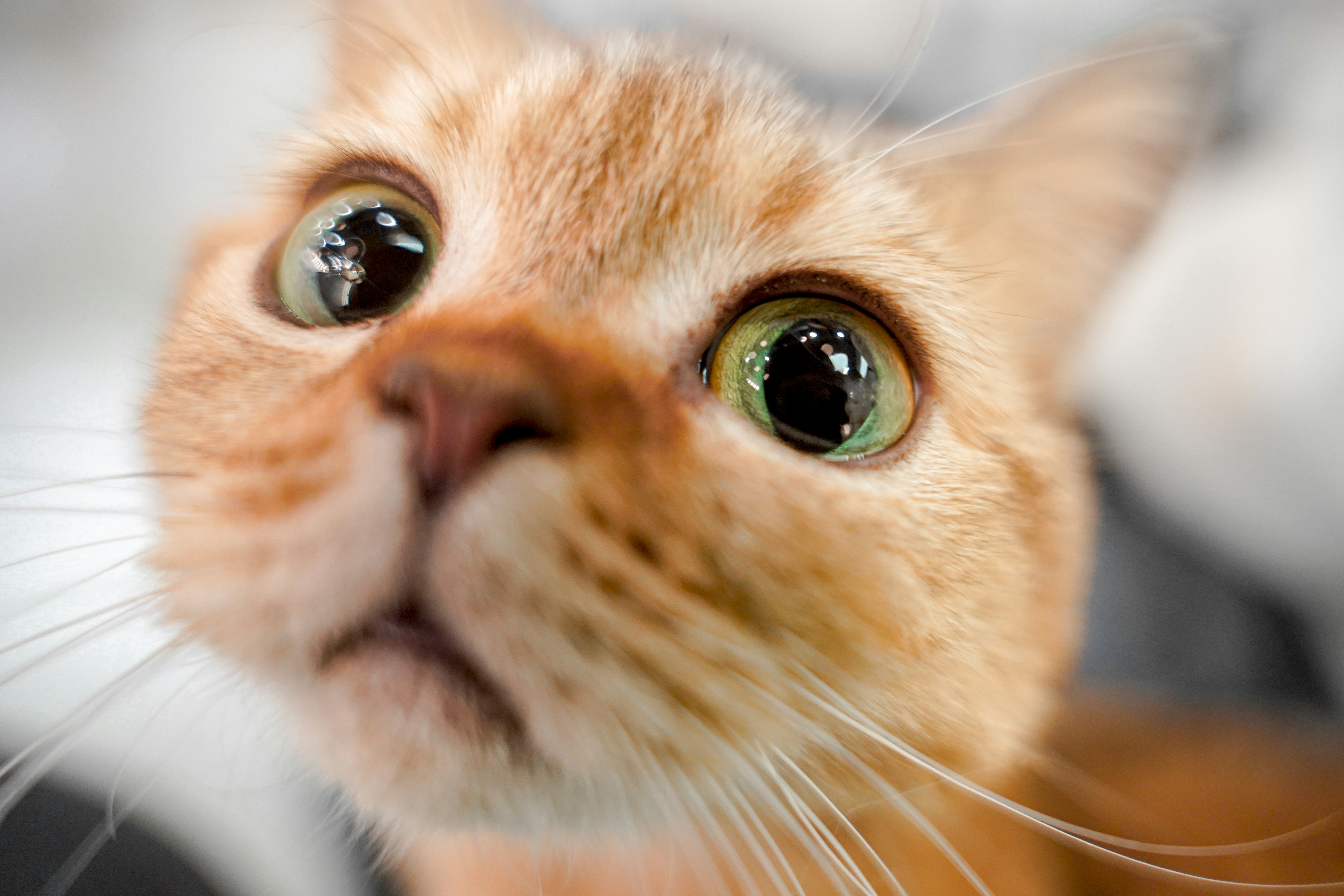 Donate Cat